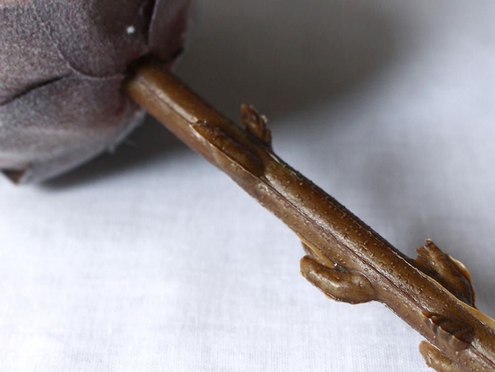 コロレ キングプロテア - a.depeche(アデペシュ)